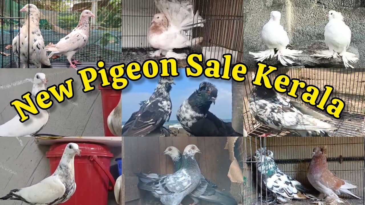 ⚡Fancy Pigeon🤍Pigeon Loft Kerala🤩Parava Pravu😅New Pigeon Sale Post❤‍🔥Low Rate Pigeon Sale Kerala🤑
