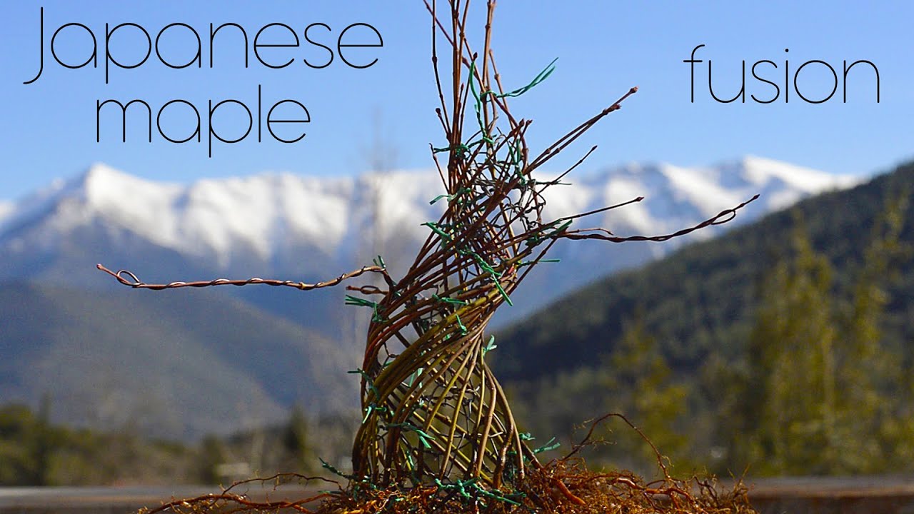 Japanese maple fusion bonsai project - Arkefthos Bonsai