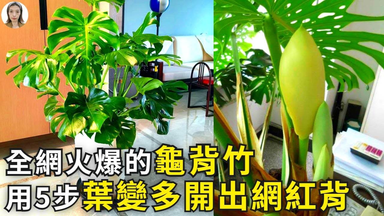全網最火植物龜背竹，只需做到5點，不爛根不黃葉開出網紅大龜背| Monstera Deliciosa|龜背芋|花花世界
