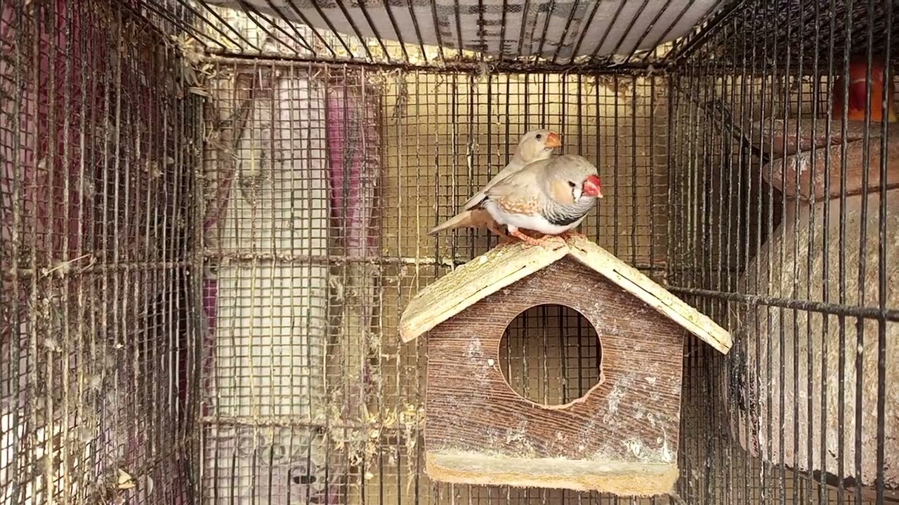 Common breeder Finch pair