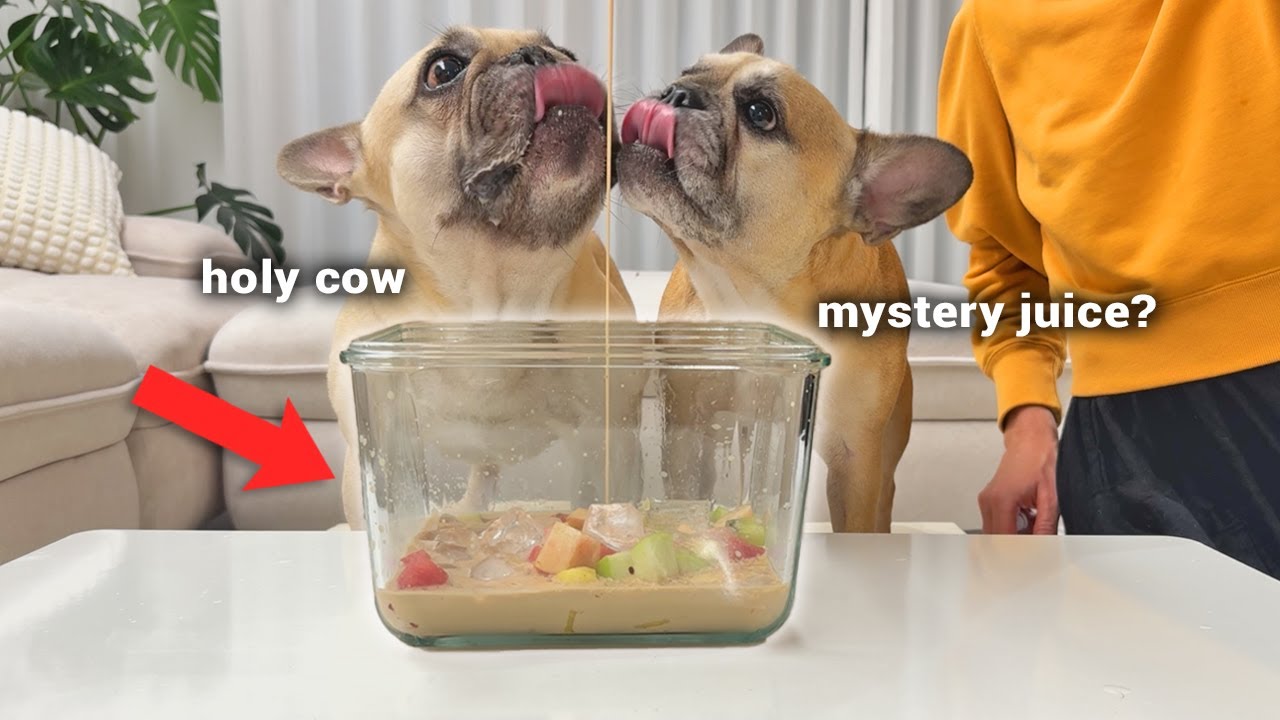 Dogs Try VIRAL Korean Fruit Bowl **HWACHAE For The First Time