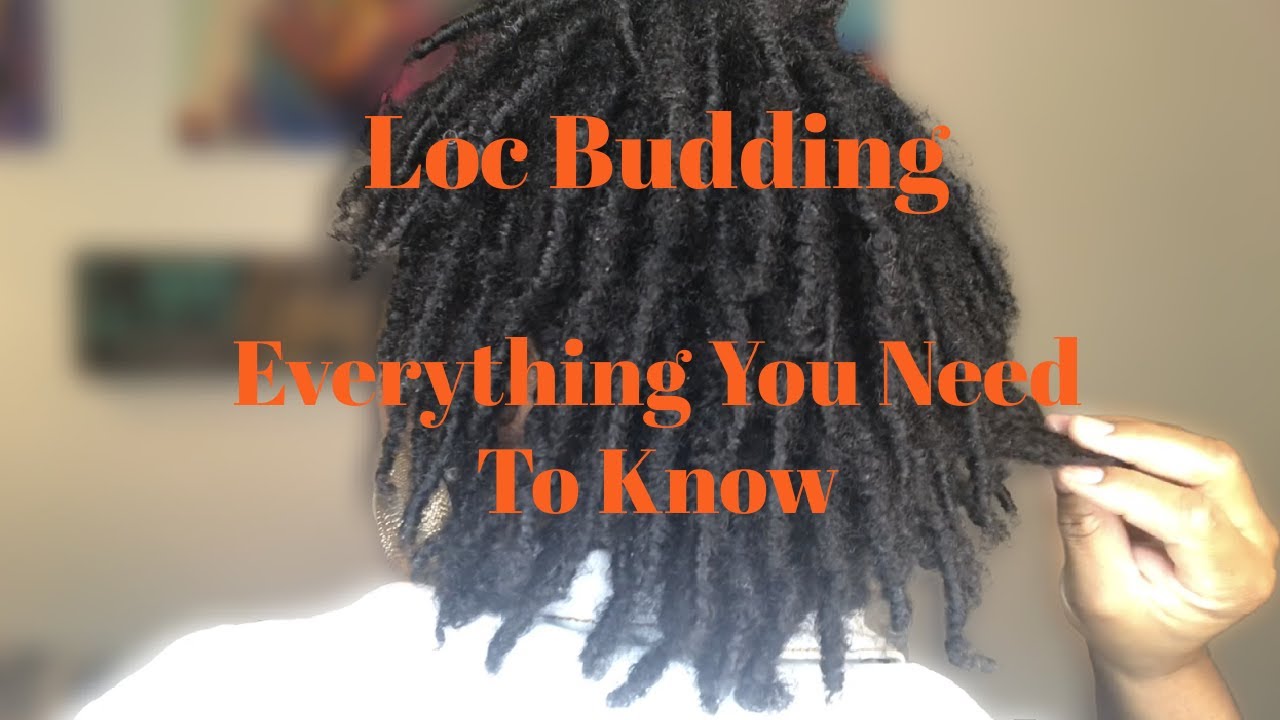 Budding Starter Locs | Everything You Need to Know About Loc Budding