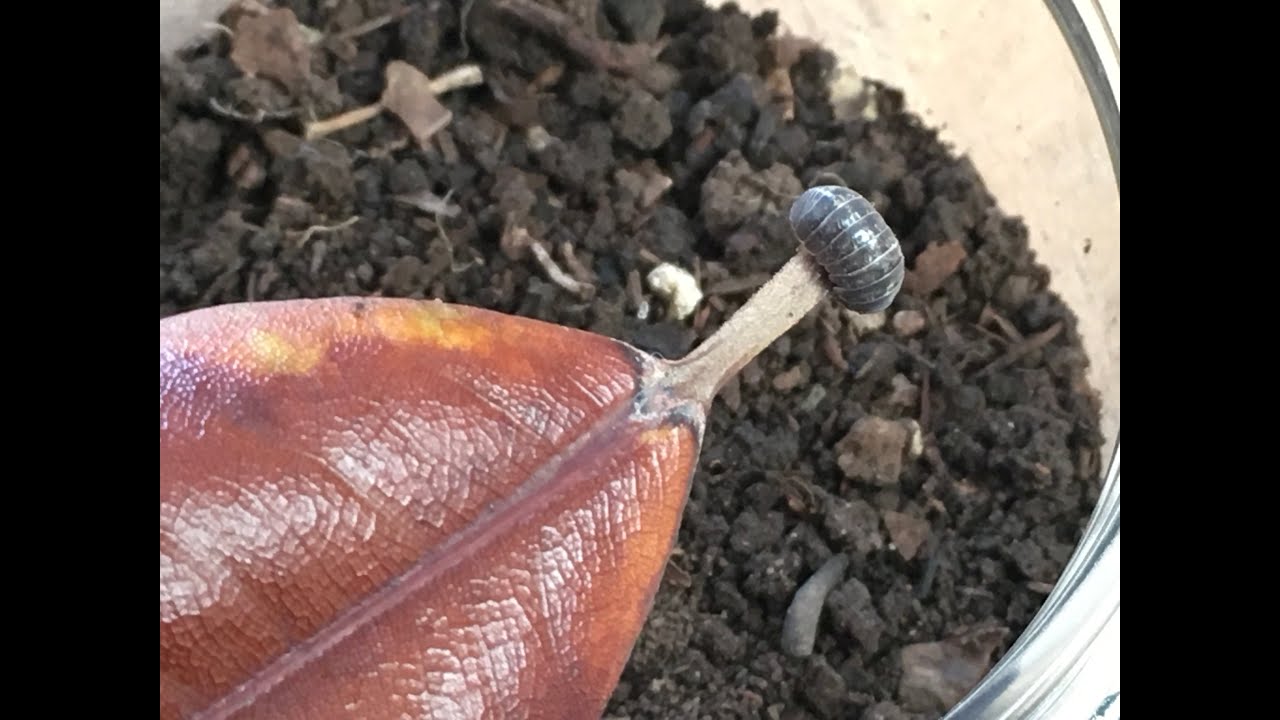 Cómo cuidar una cochinilla como mascota
