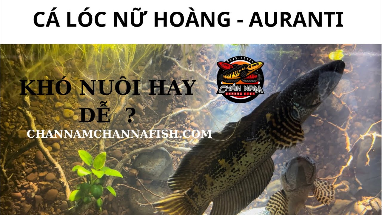 CÁ LÓC NỮ HOÀNG - AURANTI
