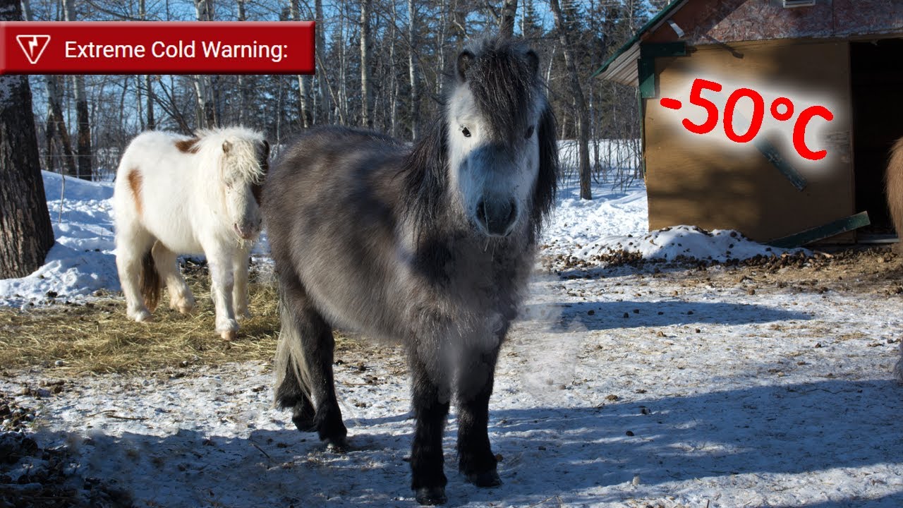 Cold Winter Animals Feeding Routine