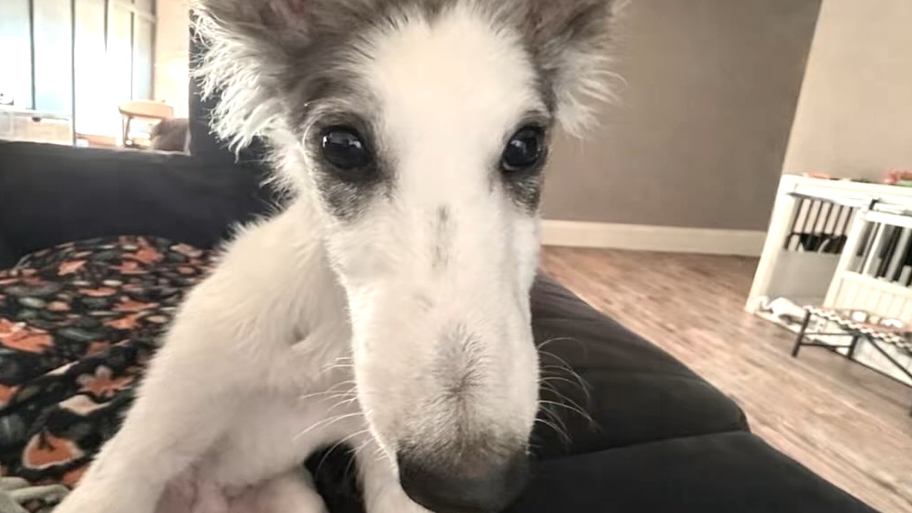 Woman brings home blind rescue dog. Then he started running.