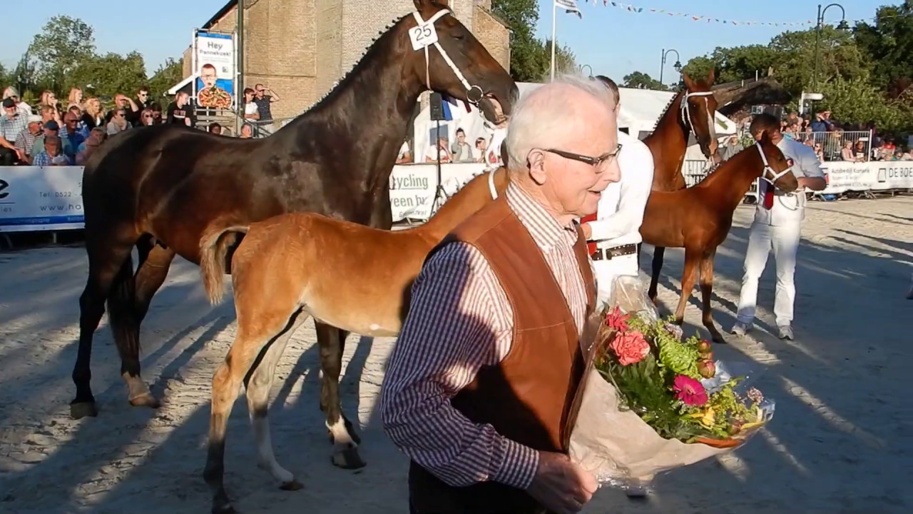 Rubriek 4: Veulens Tuigpaarden - Handelskeuring Rouveen 2019