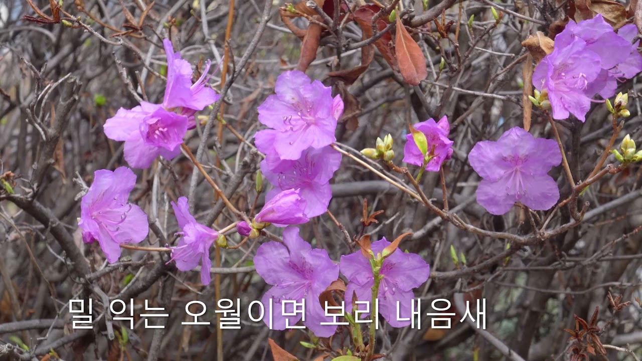 남촌 - 서울모테트합창단 &지휘 박치용 (김규환 곡/김동환 시)