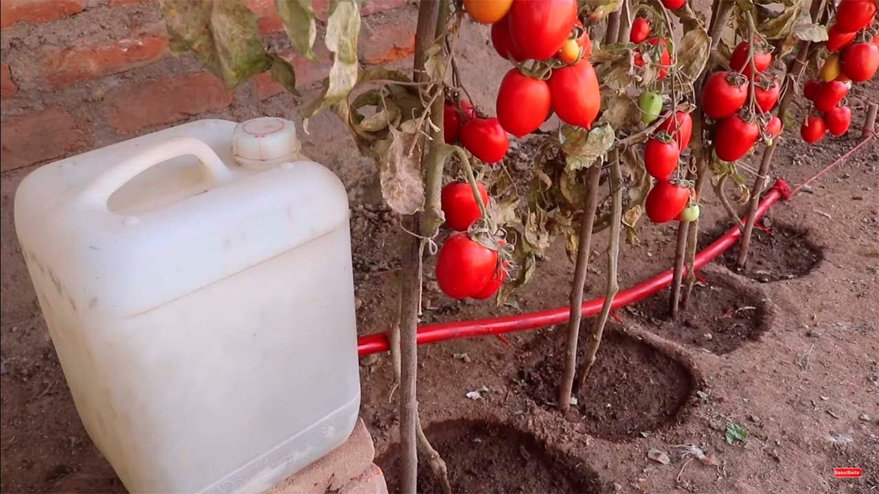 Como hacer riego por goteo por gravedad y automático para tomates fructíferos y abundantes.