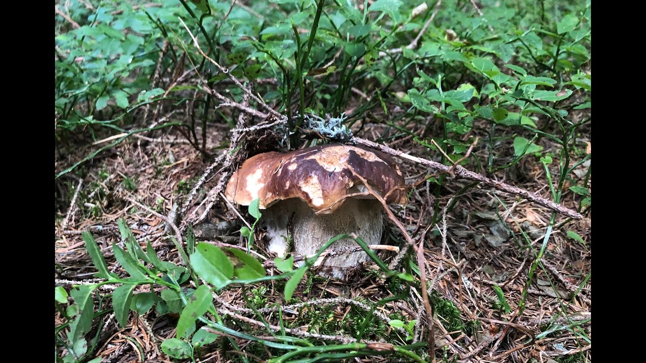 Funghi porcini 2021 - Aiuto! Serve la pioggia!