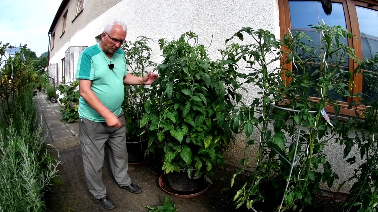 Rajčata