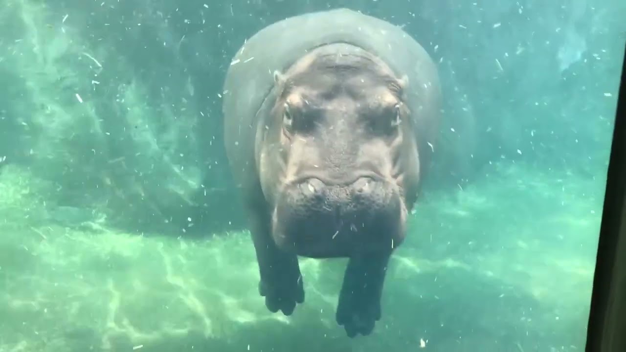 New Fiona Live Cam - Cincinnati Zoo