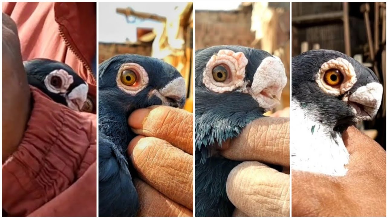 جولة في قلب سوق الأحد بالسيدة عائشة 🔥 أقوى مستويات الحمام الغزار والزينة بالأسعار! 🕊️