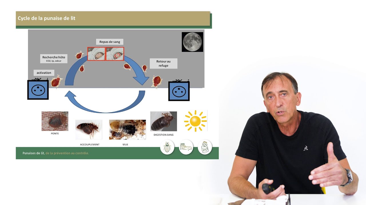 Webinaire sur les punaises de lit (2020 et 2021)