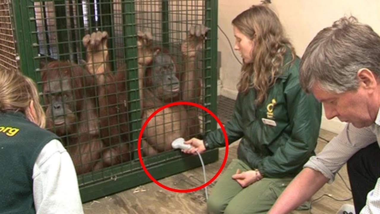 Orangutan That Gave Birth Makes Abrupt Move With Baby That Confuses Keepers