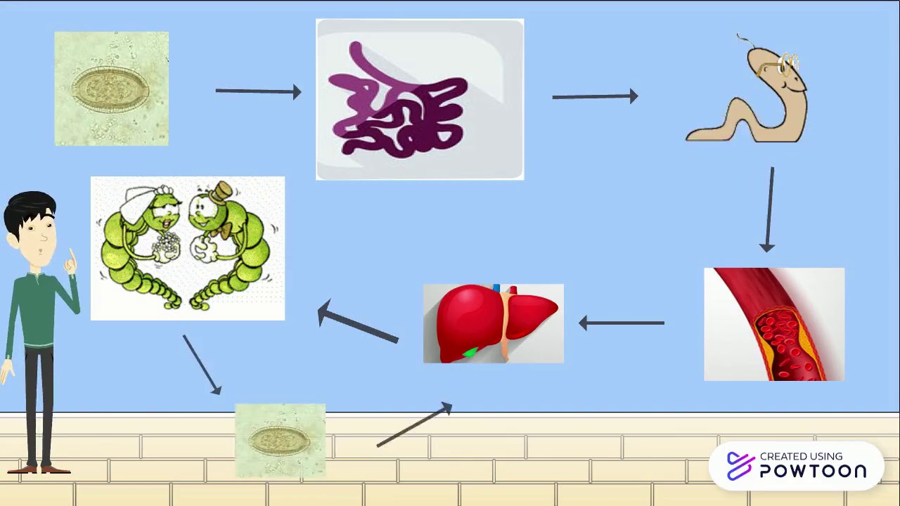 Capillaria hepatica