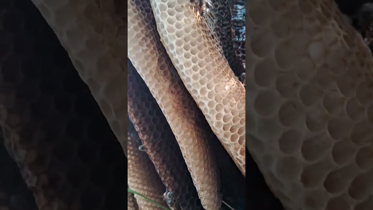 Encontrei  um emchame de  abelhas 🐝 🐝 🐝 