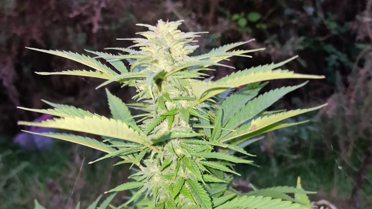 Harvest day guerilla grow 2025💫💢💥🪴