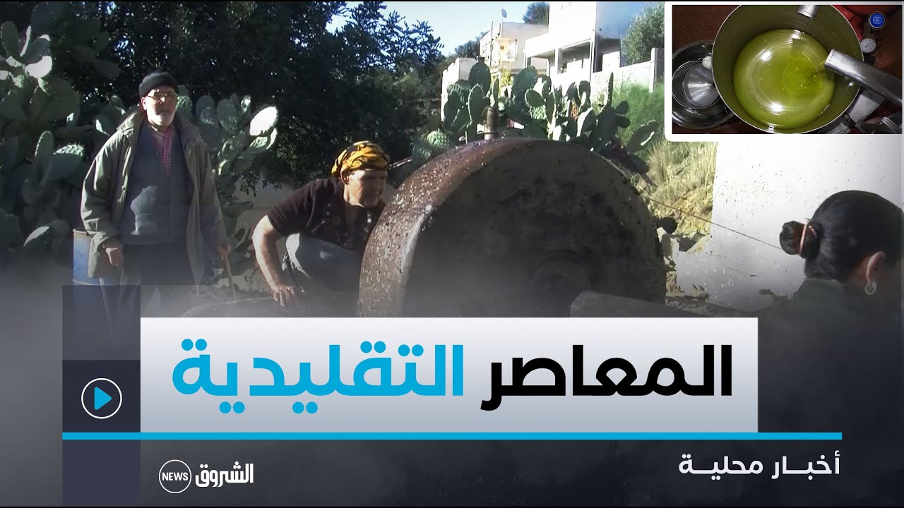 #جيجل| استخلاص زيت الزيتون.. المعاصر التقليدية والعصرية تتنافس على الجودة