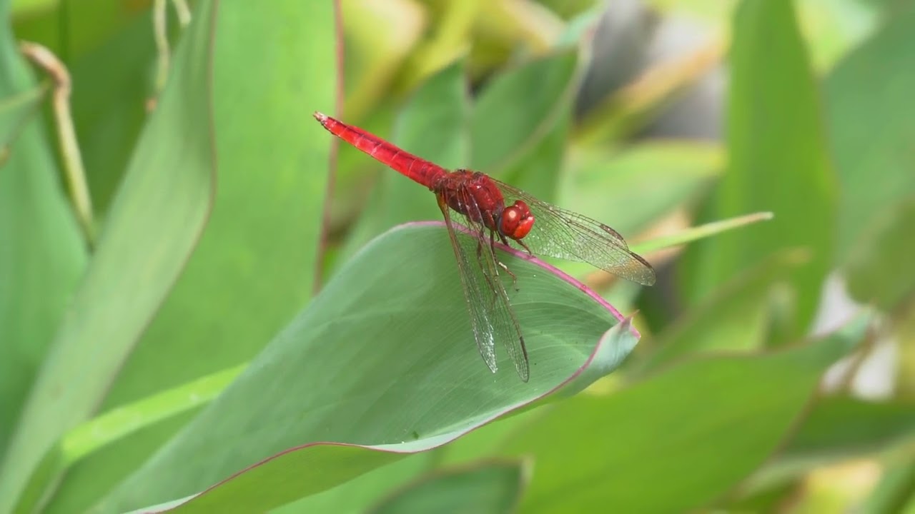 Botanischer Garten in Puerto de la Cruz auf Teneriffa in 4 K
