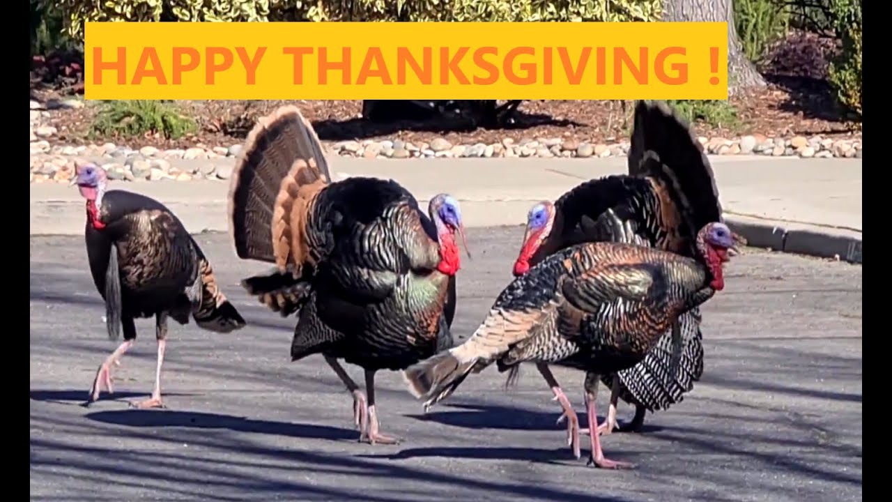 WILD TURKEYS LOOK FOR HENS TO MATE #thanksgiving #turkey #gobblegobble #gobblers #turkeyhunting