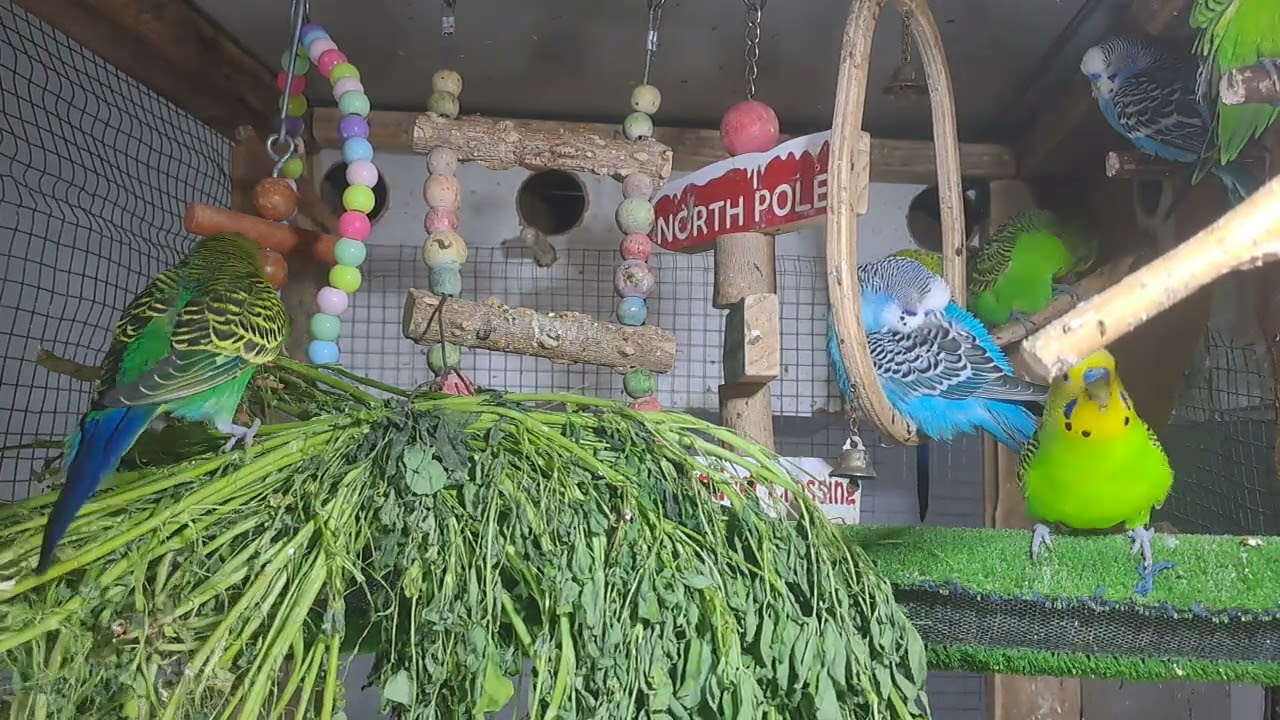 “Meet the smartest parrot on the internet 😎🦜 #Trending”