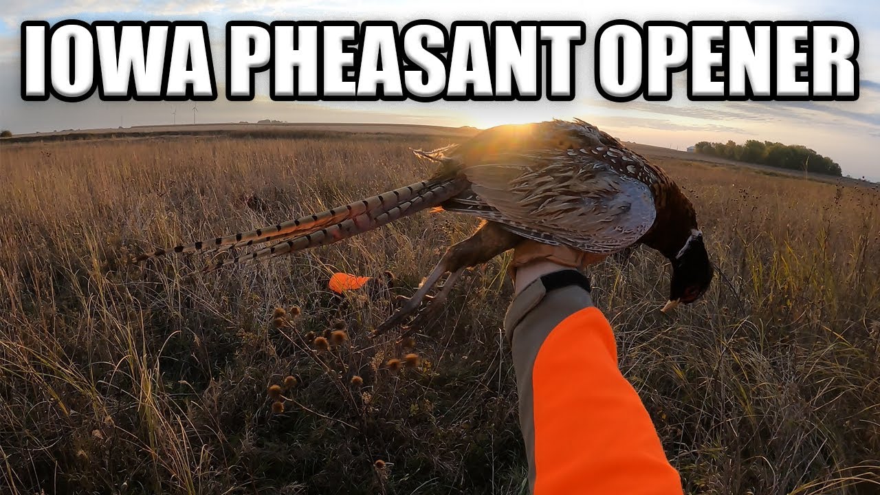 ОТКРЫТИЕ ФАЗАНТОВ АЙОВЫ 2025