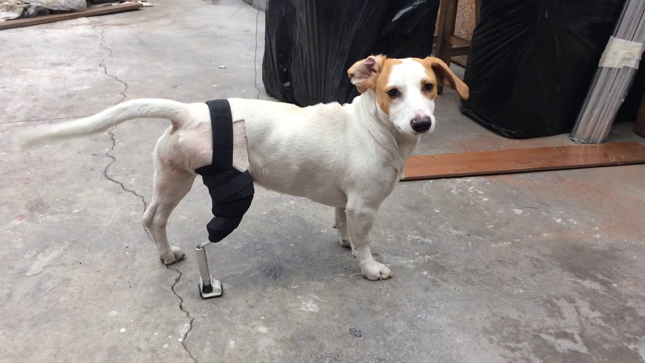 Prótesis para Perros [Hecho en Perú] 🇵🇪