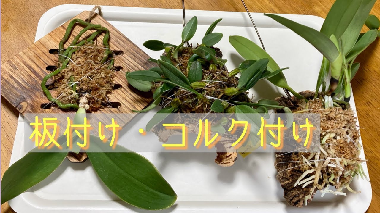 2022年4月27日　リクエスト②   胡蝶蘭の板付け・バルボフィラムのコルク付け・カトレアのコルク付け　成長期の今が最適期です🪵