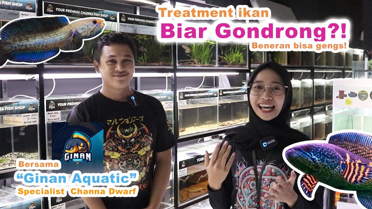 BENERAN! Buka-bukaan Treatment Menggondrongkan Channa (edisi Dwarf) Tips dari @GinanAquatic !