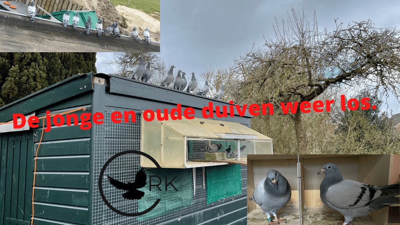 De jonge en oude duiven weer los Vlog #53