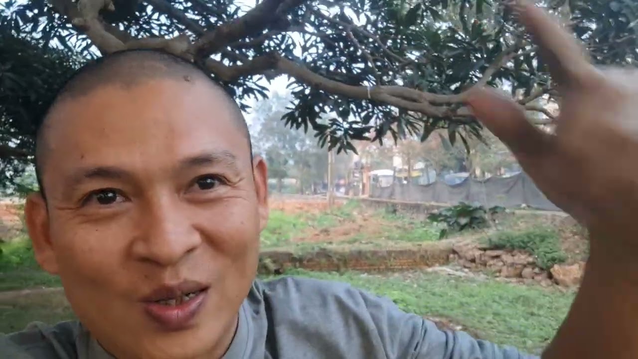Gặp 1 cái cây to đẹp