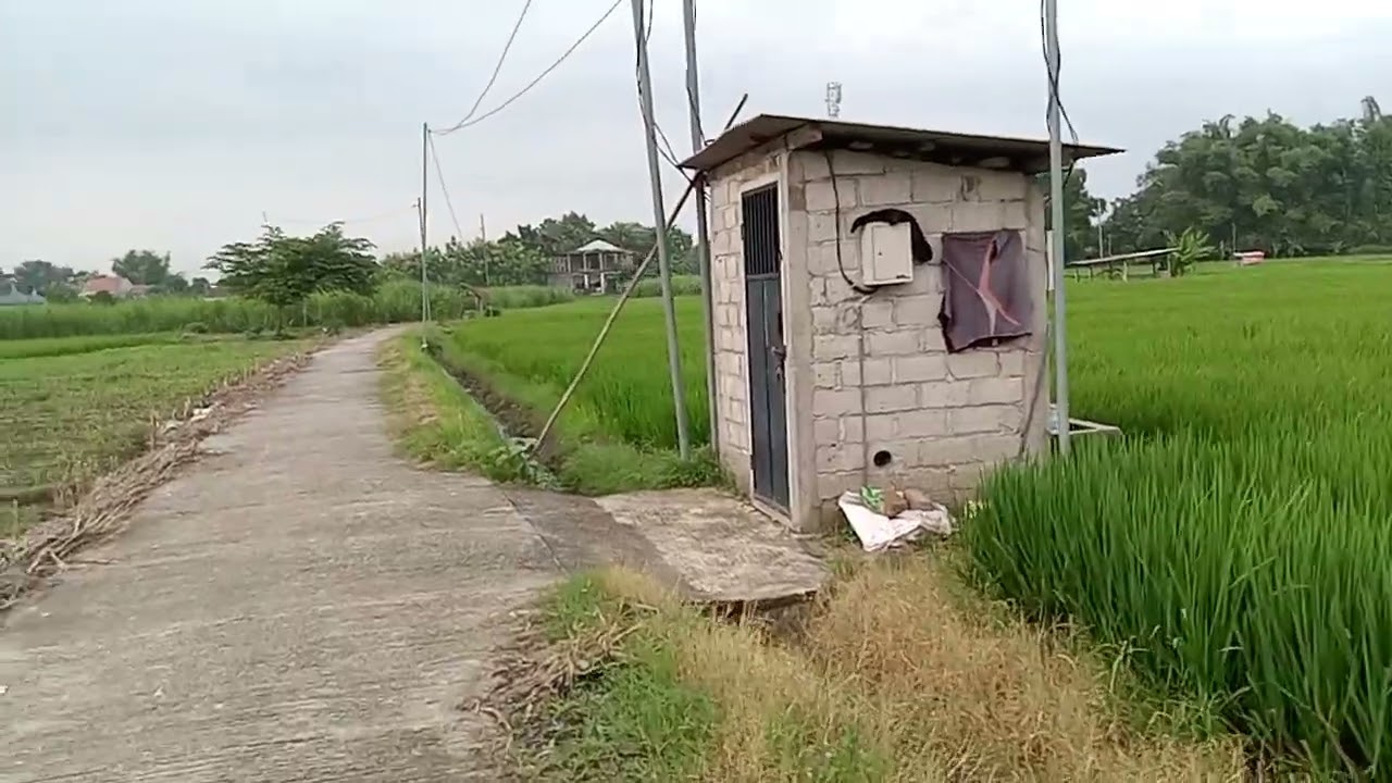 Jalan-Jalan ke sawah di hari senja 