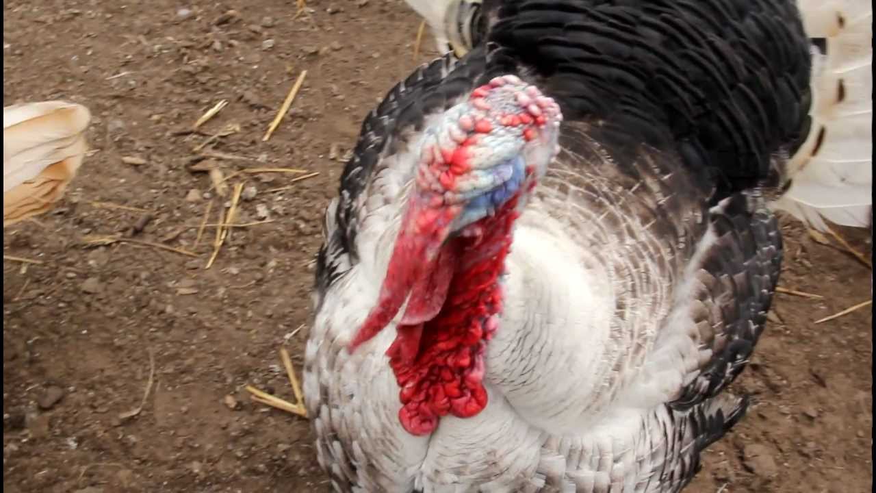 Turkey sound - Kalkoen geluid
