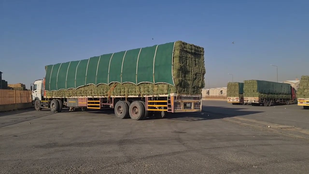 أسعار الأعلاف بسوق العزيزية بالرياض