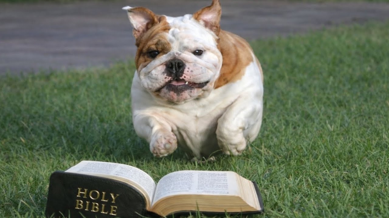 Bible in 1 year - Leviticus 11-13 plus Psalms 35 