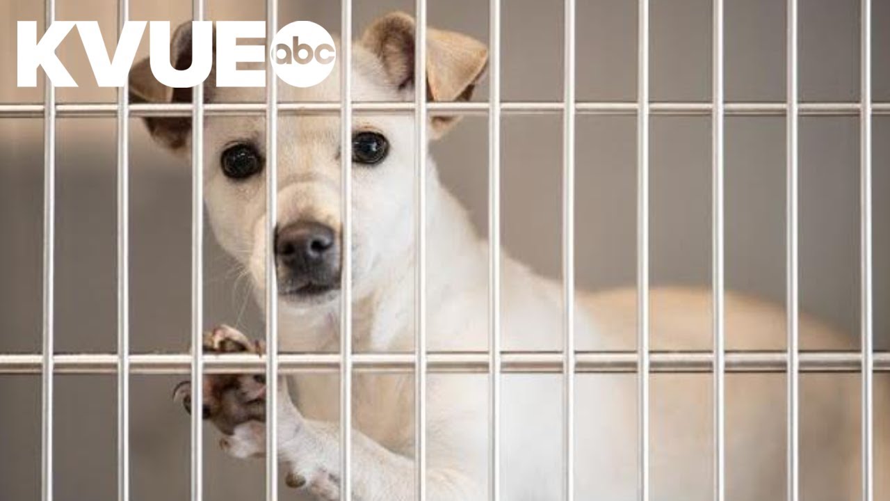 Austin-area animal shelters team up for adoption special