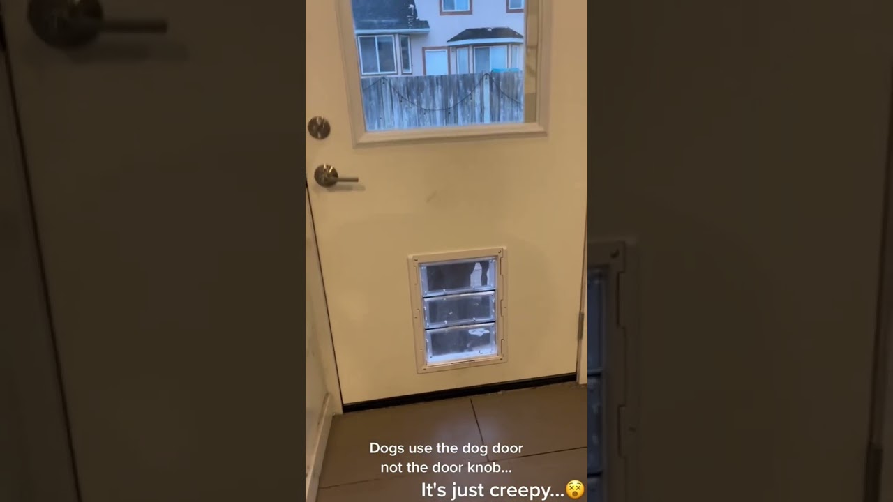 Unlocking the Mystery: Dog's Door Handle Skills