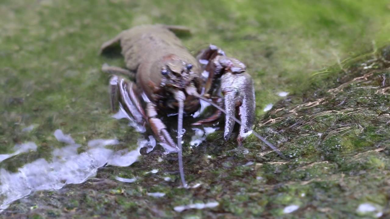 Signal Crayfish - Pacifastacus leniusculus
