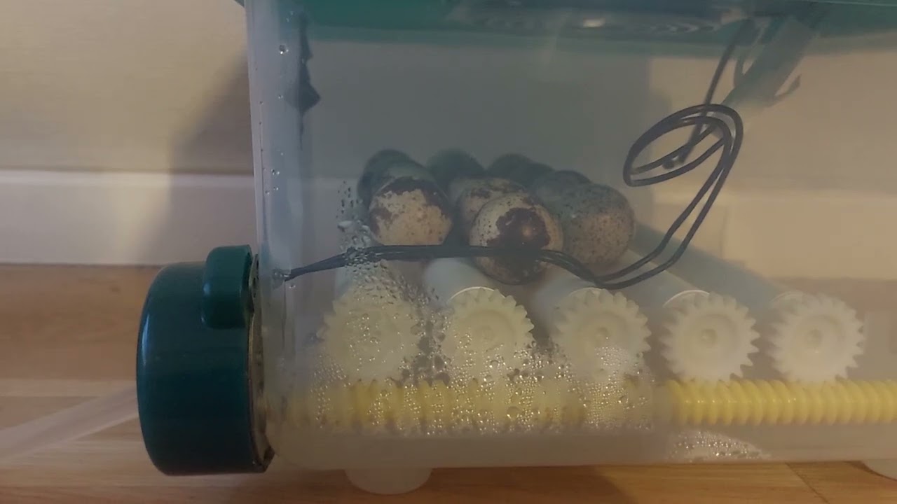 hi, can you watch my video and help me as there are quail eggs 12 in the smoking machine again 9/12