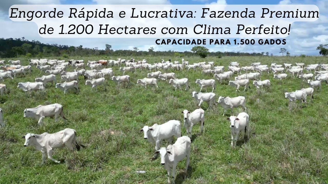 Linda Fazenda 1200 Hectares. R$ 25.000, por hectares /Sul da Bahia.