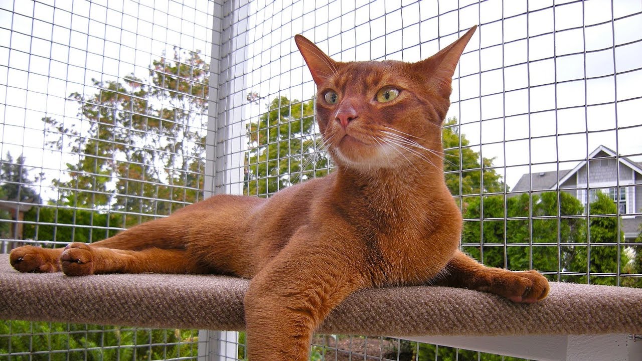Catio Life: DOOR DASHER'S HAVEN CATIO by Catio Spaces