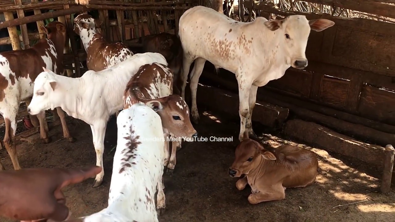 ஒரிஜினல் தேனி மலை கன்றுகள்  ஜல்லிகட்டிற்கு ஏற்றது | Theni Cute Calves