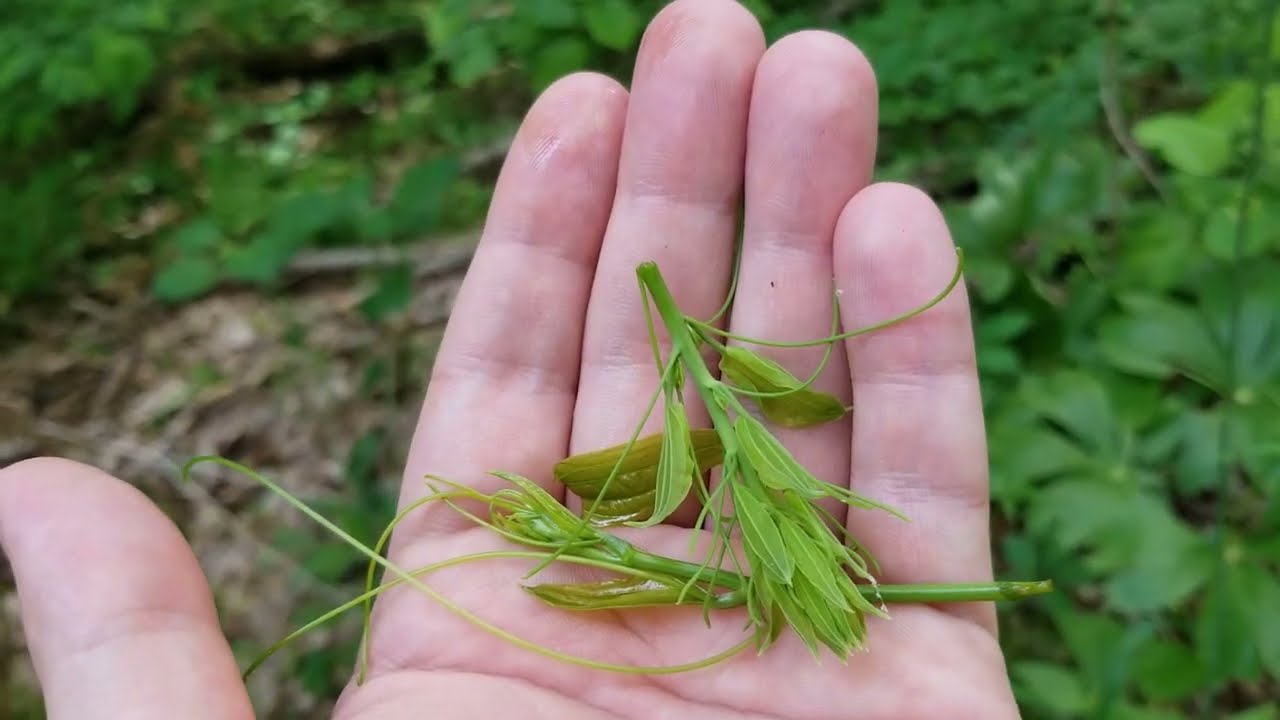 The BEST Wild Edible You've (Probably) Never Tried!