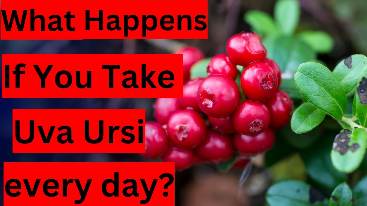 What Happens If You Take Uva Ursi every day?