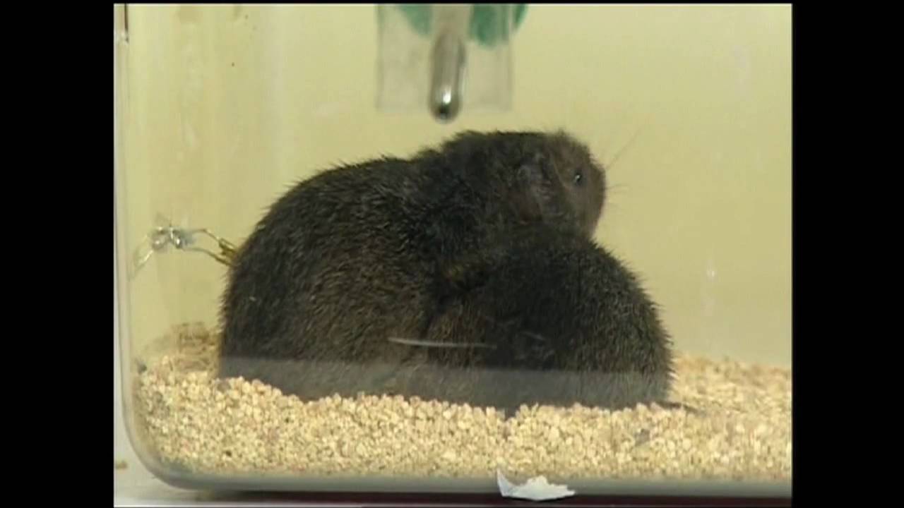 Why Do Voles Fall in Love?
