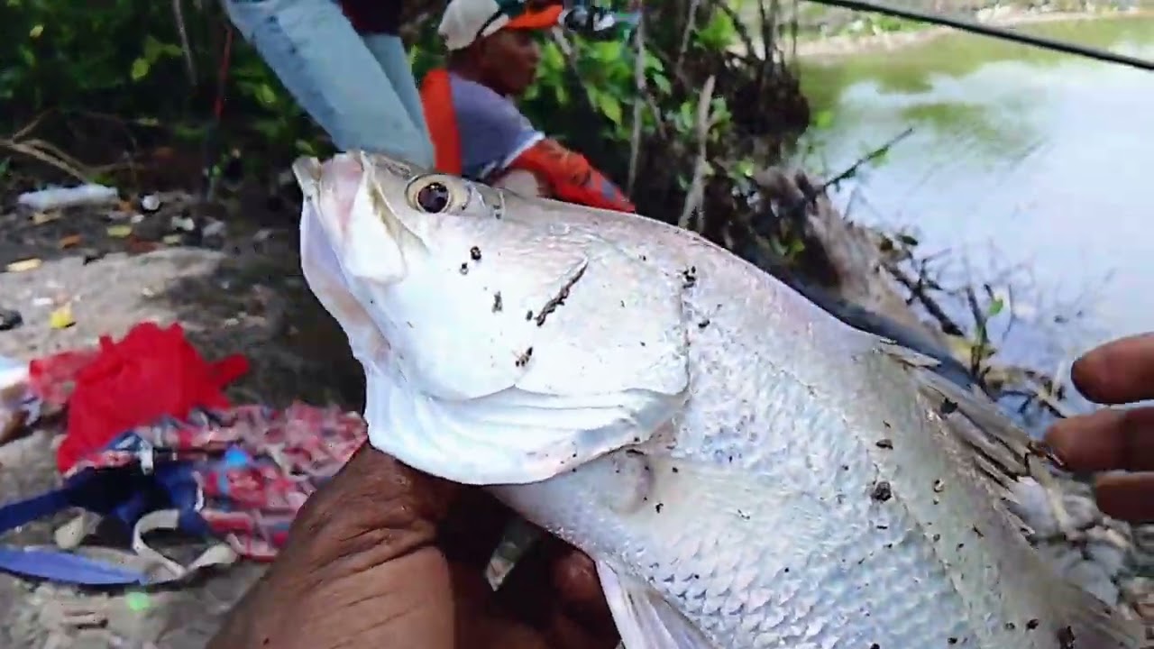 ikan kakap besar Penghuni pohon tumbang!!!!😬😬😬