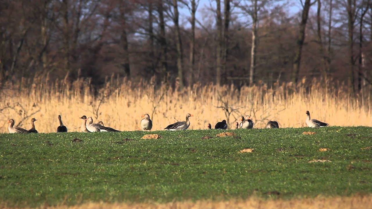 Gęś gęgawa,Greylag Goose (Anser anser) 2