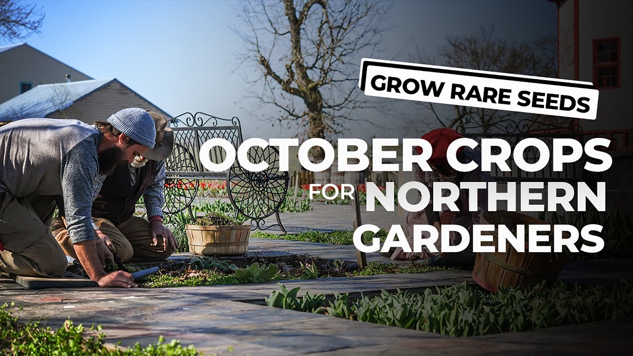 GROW RARE SEEDS | Best October Crops For Northern Gardeners