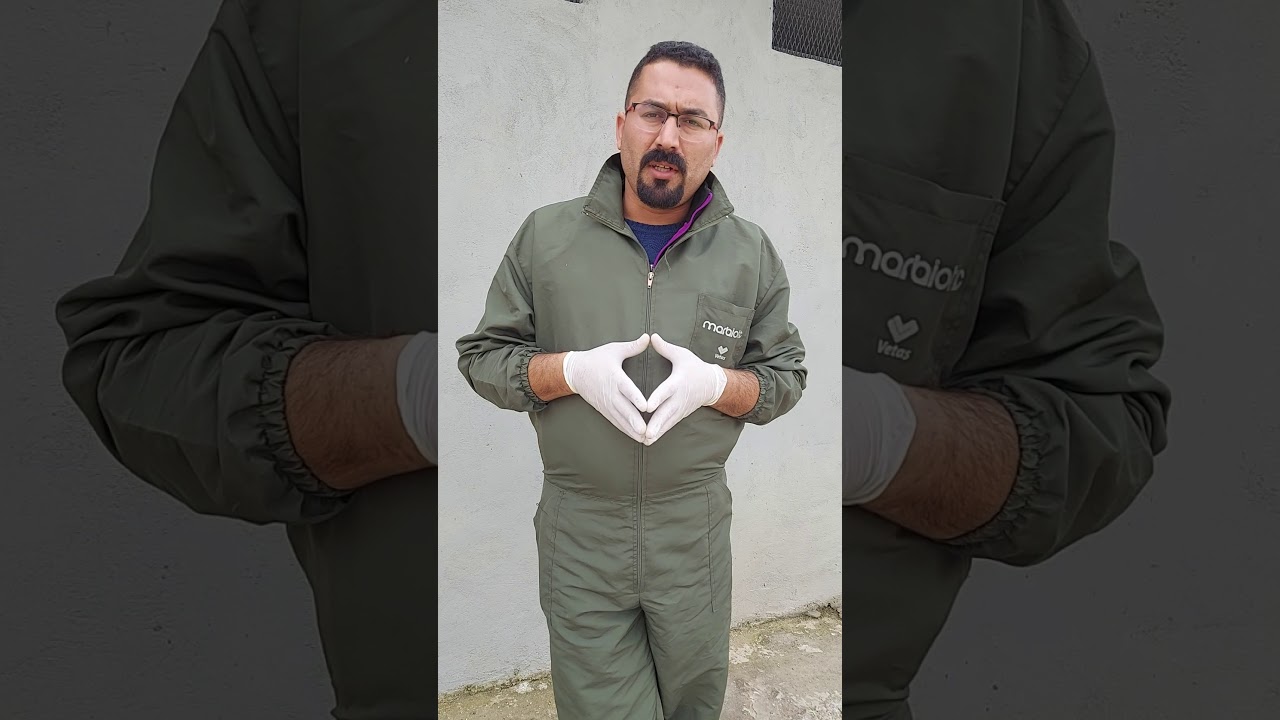 Theileriosis HASTALIĞI (sarılık hastalığı, zerek)